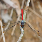 Asiatic Blood Tail