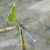 Big Bluet