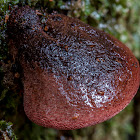 Beefsteak Fungus