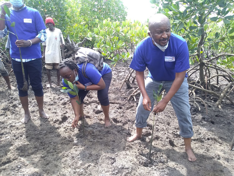 KenTrade CEO Amos Wangora [R] plants a mangrove tree at Mkupe along Port Reitz creek in Mombasa on Saturday.