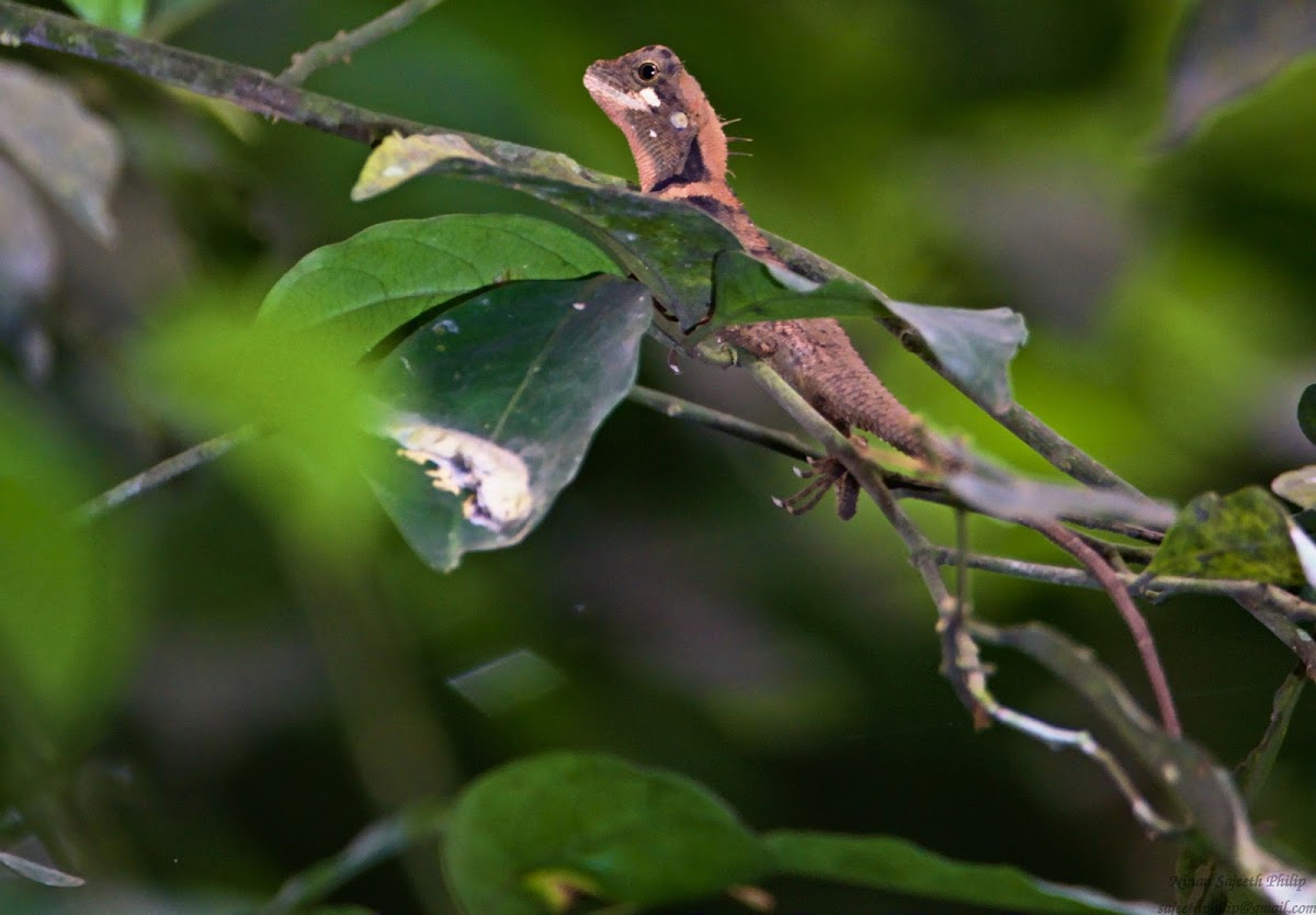 Calotes ellioti, Elliot's forest lizard