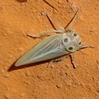 Leafhopper