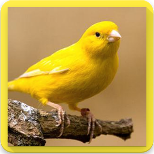 App Insights Rahasia Suara Burung Kenari Gacor Ngeroll Panjang