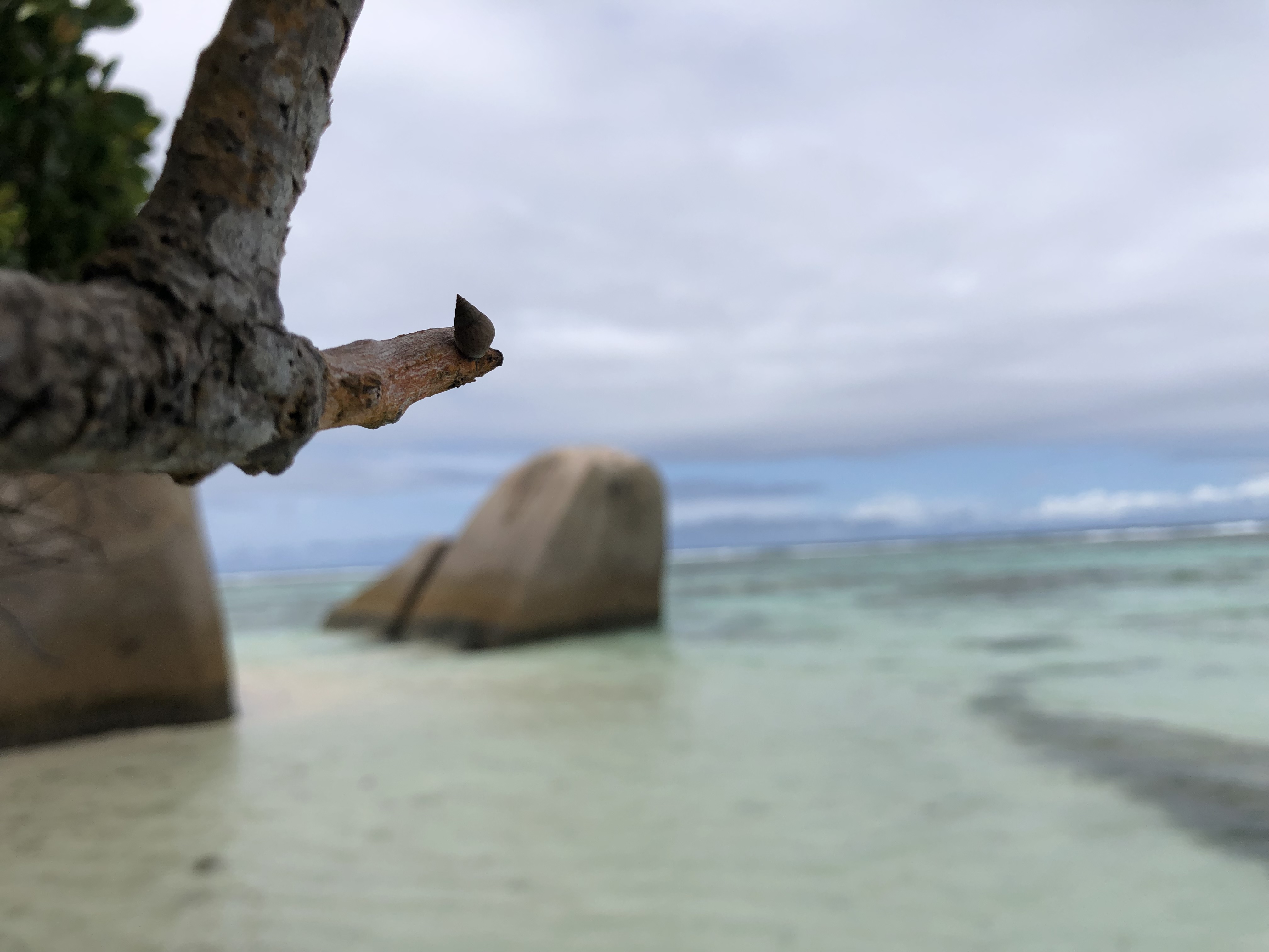 Alberi sulla spiaggia di fnc