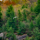 Common Tern