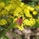 Transparent burnet