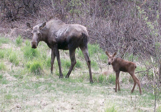 Baby Moose Wallpapers HD FREE