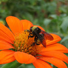 American Bumblebee