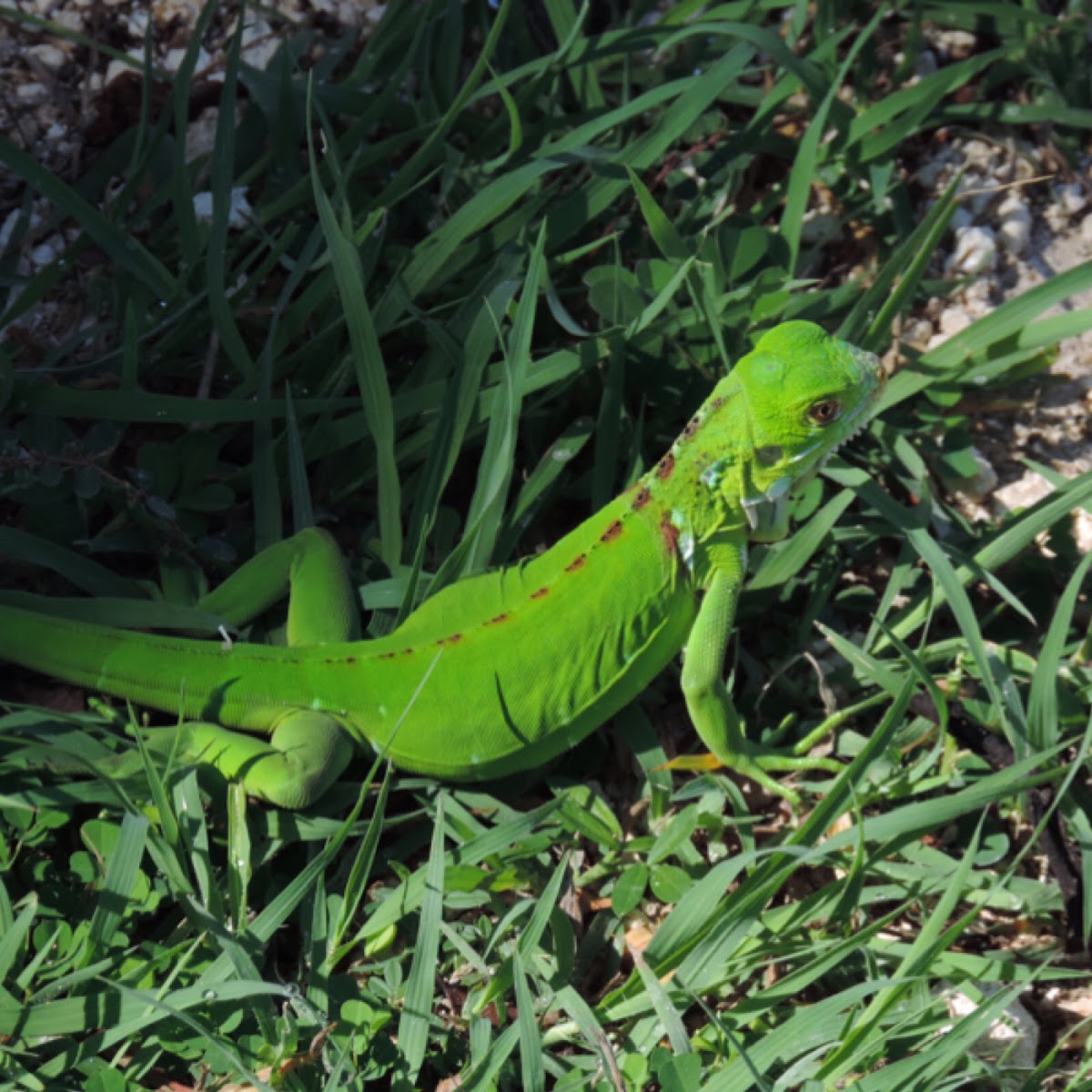 Young Green Iguana