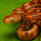 Pale spotted Cat Snake