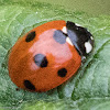 7-spot Ladybird