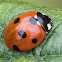 7-spot Ladybird