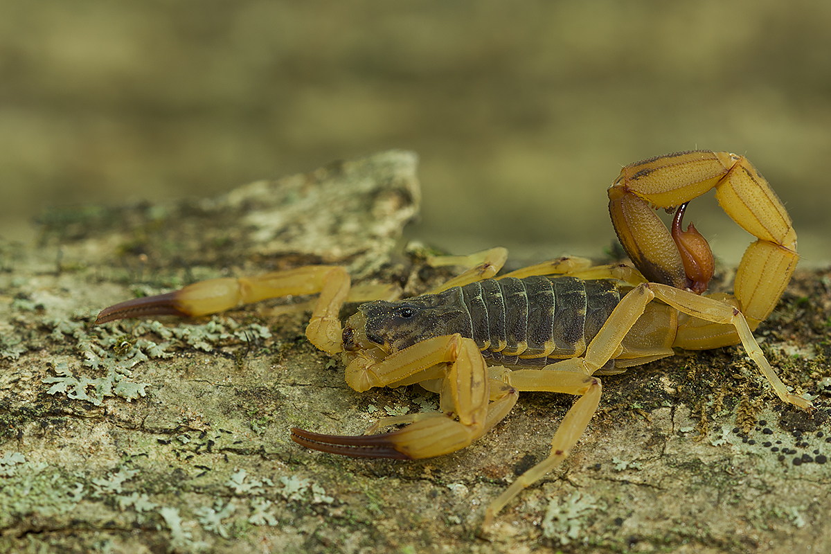 Brazilian Yellow Scorpion