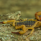 Brazilian Yellow Scorpion