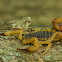 Brazilian Yellow Scorpion