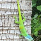 Anole Lizard