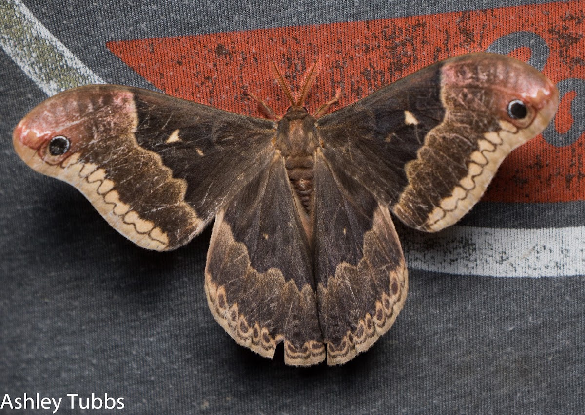 Tuliptree Silkmoth