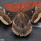 Tuliptree Silkmoth