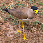 Yellow-wattled lapwing