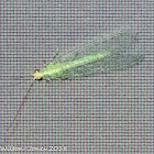 Green Lacewing