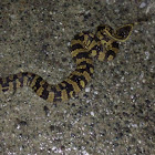 Chinese mountain pit viper