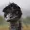 Emu