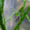 Green Lynx Spider