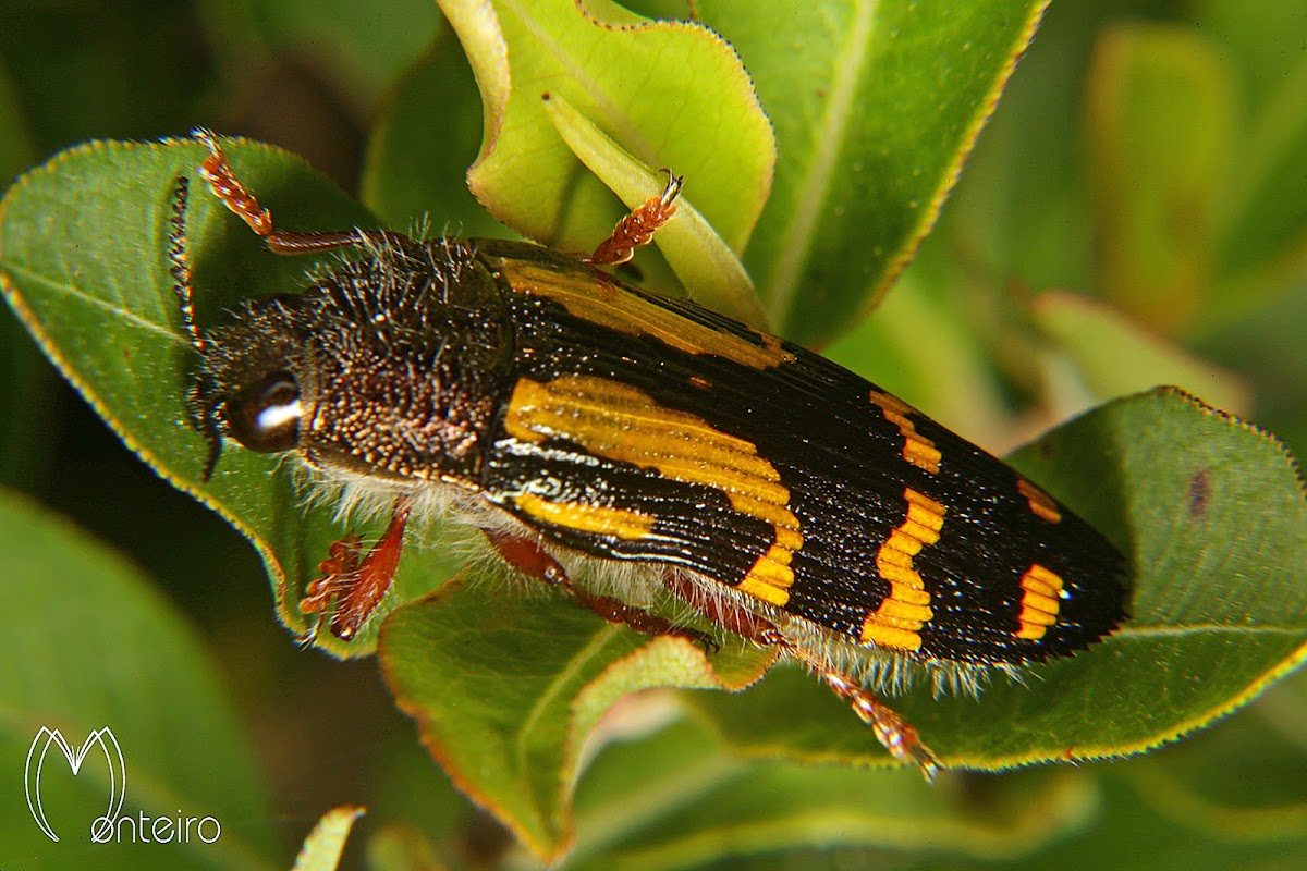 Jewel beetle