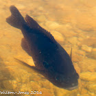 Bluegill Sunfish