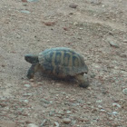 Greek Tortoise