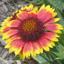 Indian Blanket