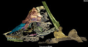 A synchrotron scan helped reveal the fossil’s features. 