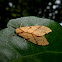 Santa Ana Tussock Moth