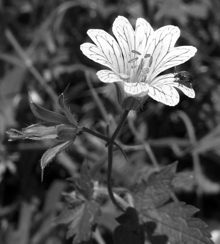 Fiore di primavera di Loredana Pagana