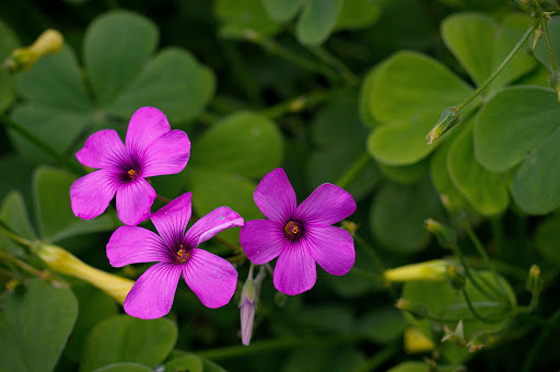 Oxalis articulata