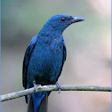 Asian Fairy Bluebird