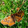 Marsh Fritillary; Doncella de ondas