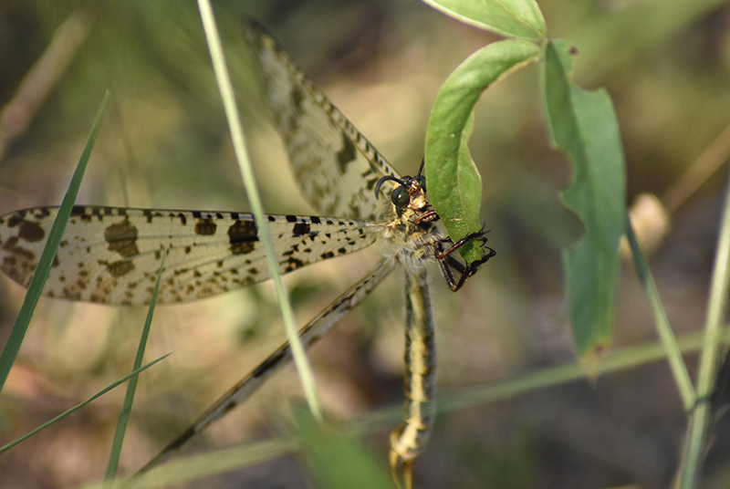 Antlion