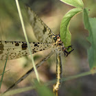 Antlion