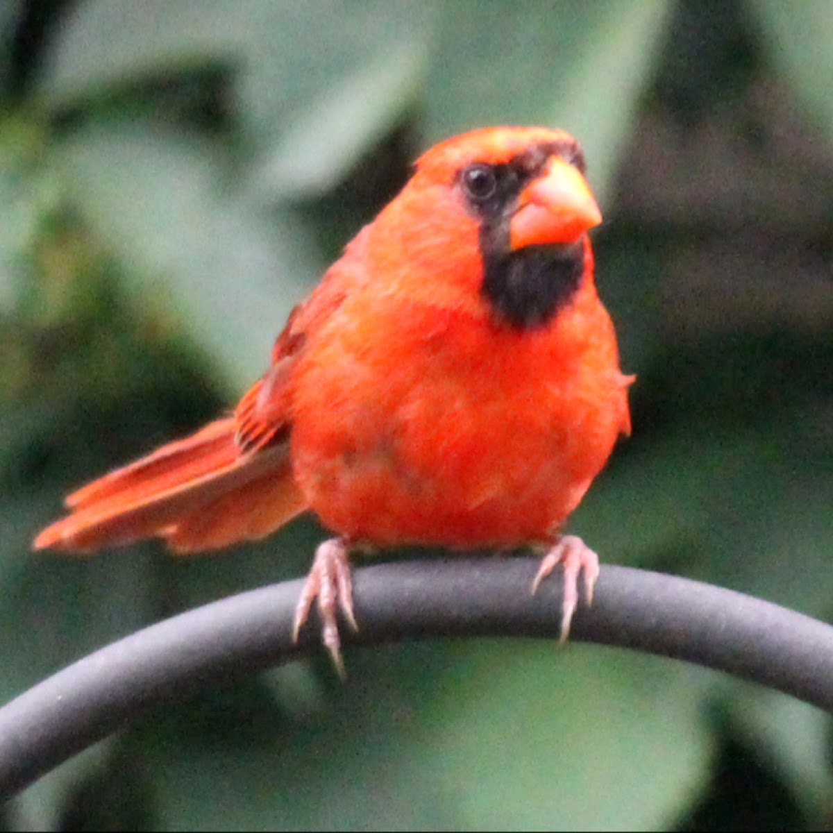 Northern Cardinal (Male)