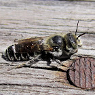 Unknown wild bee