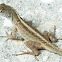 Brown Anole