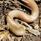 Rubber boa