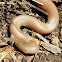 Rubber boa