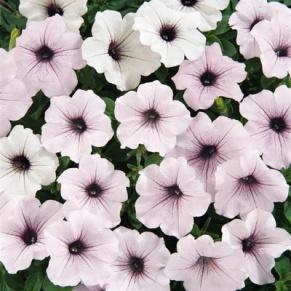 https://www.harrisseeds.com/storefront/images/product/large/1077_3_.jpg