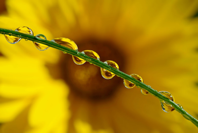 Yellow drops... di Licia Piazza