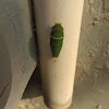 Lime Butterfly Caterpillar (metamorphosis)