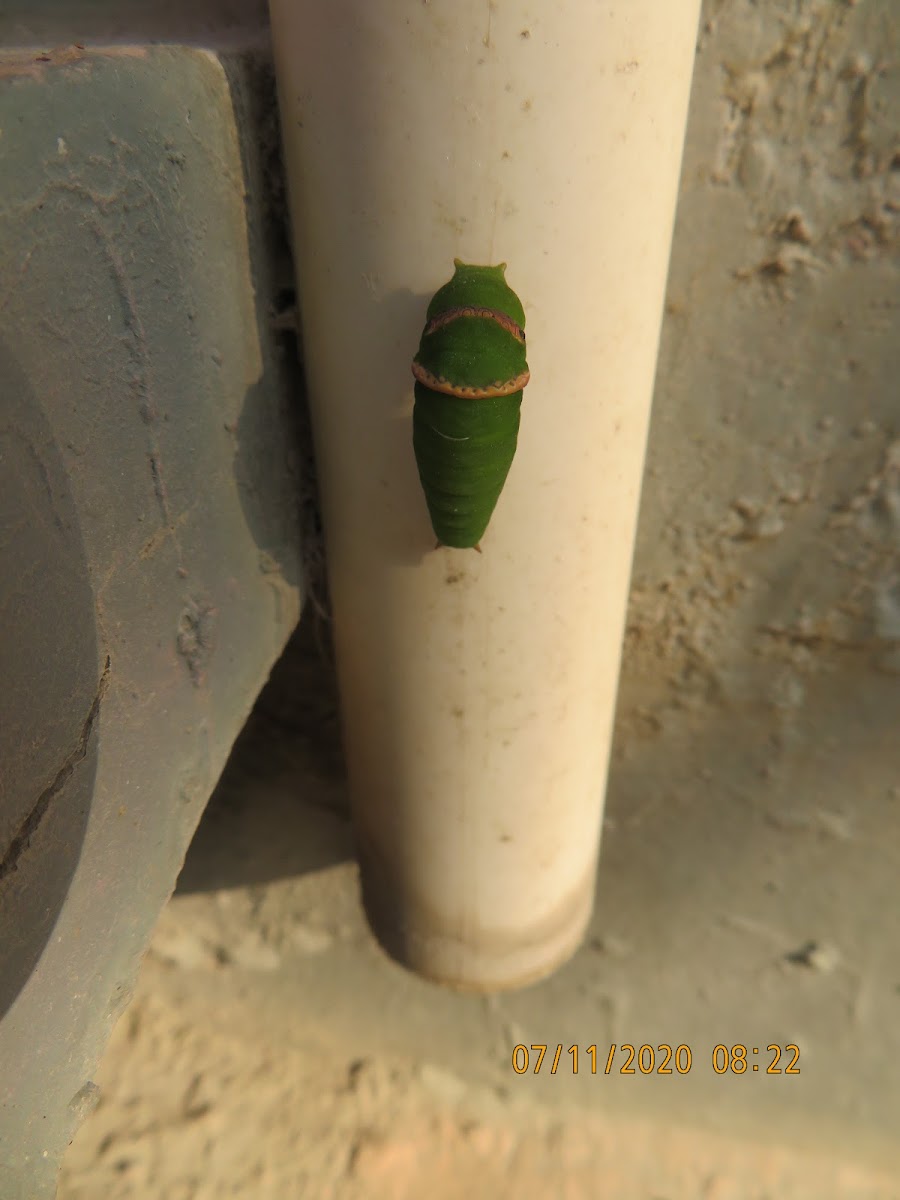 Lime Butterfly Caterpillar (metamorphosis)