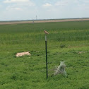 Burrowing Owl