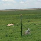 Burrowing Owl